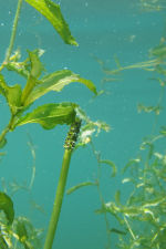  <p>Le Potamot luisant (Potamogeton lucens) :<br class='manualbr' />il a disparu de Fribourg en même temps que les étangs où il poussait, situés au nord de la rue de l'Hôpital et asséchés au 19e siècle pour faire place à une ligne de chemin de fer</p>