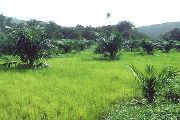  <p><i>Cultures associées<br class='manualbr' />de riz et de<br class='manualbr' />palmiers à huile<br class='manualbr' />(photo EcoPort-Chindilla)</i></p>