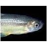 Europe : un poisson d'eau douce sur trois menacé d'extinction 