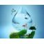 Les zones humides protègent notre eau