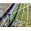 La productivité de l'agriculture appelle de nouvelles stratégies de gestion de l'eau