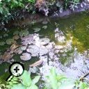 photo : Eaux stagnantes d’étang, district de Morang, Népal
