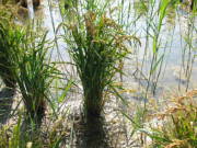 <p>Plants de riz traditionnel<br class='manualbr' />en Camargue<br class='manualbr' />(photo aqueduc.info)</p>