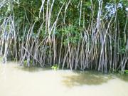 <p>Végétation typique du lac, la mangrove et ses palétuviers sont en voie de disparition</p>
